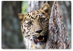 Итоги экспедиции по программе «Дальневосточный леопард»