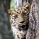 The Far Eastern leopard programme has entered a new phase after two months of exploration across  southwestern regions of the Primorye Territory, with existing camera traps checked and new ones installed