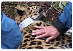 This leopard, named Slavyanka, has been tagged with a Glonass/GPS/Argos satellite transmitter, allowing researchers to track the animal in real time using satellite maps