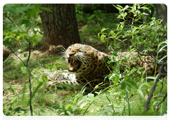 Coniferous and broadleaf Manchurian forests are the Far Eastern leopard’s typical habitat