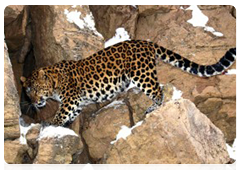 Если не предпринять экстренных мер по сохранению дальневосточного леопарда, популяция исчезнет. В этой связи в 1999-м году была утверждена «Стратегия сохранения дальневосточного леопарда в России»
