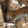 Unless emergency conservation measures are taken, the leopard population will go extinct. With this in mind, a strategy was enacted in Russia in 1999 to save the Far Eastern leopard