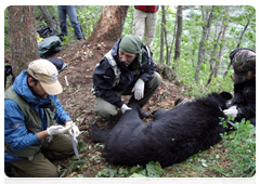 В одну из ловушек 6 сентября попалась молодая самка гималайского медведя. Учёные, временно усыпив зверя, взяли у него анализы для проверки здоровья и вскоре отпустили на волю
