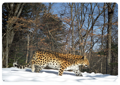 В 1956 году охота на леопарда была официально запрещена, но расширение хозяйственного освоения территорий в ареале хищника, особенно парковое оленеводство оказывало негативное воздействие на устойчивость популяции