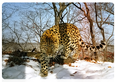 Первые сведения о дальневосточном леопарде встречаются в путевых заметках Н.М.Пржевальского и М.И.Янковского