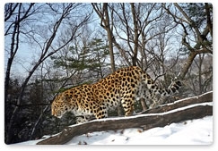 На саммите АТЭС обсудят вопрос сохранения  леопарда