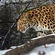 China plans to set up nine frontier preserves for the Far Eastern leopard and the Amur tiger in the next few years