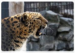 Leopards’ life expectancy in the wild is 10 to 15 years, while in captivity they can live up to 20 years