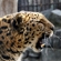 Leopards’ life expectancy in the wild is 10 to 15 years, while in captivity they can live up to 20 years