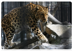 В зоопарке Барнаула появился дальневосточный леопард