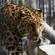 Far Eastern leopard arrives at Barnaul Zoo