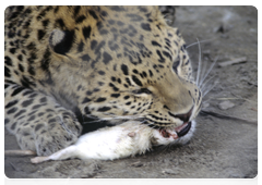 Leopards prey mostly on ungulates, such as roe deer, boar, axis deer, and red deer. Their diet may also include hare, badger, raccoon, pheasant, hazel grouse, and various insects