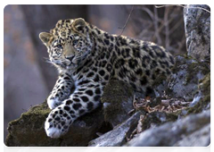 В Приморье дальневосточный леопард охраняется в заповеднике «Кедровая Падь» и заказнике «Леопардовый»