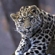 В Приморье дальневосточный леопард охраняется в заповеднике «Кедровая Падь» и заказнике «Леопардовый»