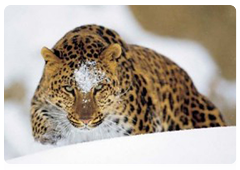 Far Eastern Leopard