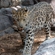 The programme is aimed at developing a scientific foundation for the conservation and rehabilitation of the Far Eastern leopard population within its natural habitat in Russia’s Far East