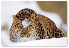 Перепись дальневосточных леопардов в Приморье перенесена из-за морозов