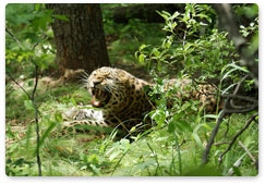 Учёные РФ и КНР пересчитают дальневосточных леопардов