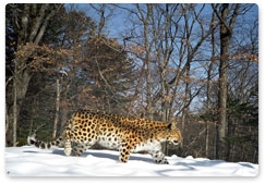 В нацпарке «Земля леопарда» появилась охранная зона