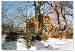 В Приморье открылась фотовыставка «Земля леопарда»