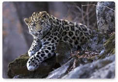 Нацпарк «Земля леопарда» объявил о конкурсе «Придумай имя леопарду»