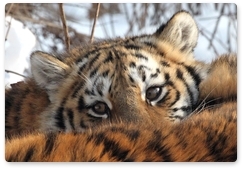 Tiger conservation fund to be set up in Russia