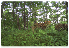 New photos from trail cameras