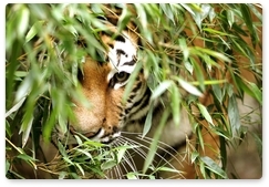 Specially protected area for Amur tiger breeding created in Primorye Territory