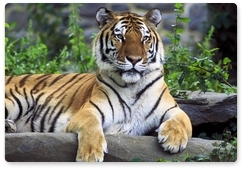 Минприроды проведёт учёт популяции амурского тигра на территории России