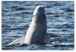 Started preparations for the conference Marine Mammals of the Holarctic