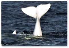 11-я международная конференция «Морские млекопитающие Голарктики» проходила с 1 по 5 марта онлайн