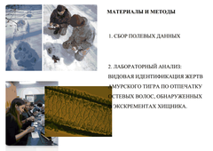 A presentation on the diet of Amur tigers in the southwestern Primorye Territory