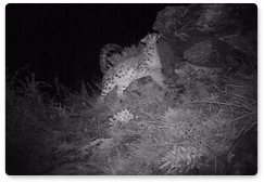 Video captures snow leopard in the Sayano-Shushensky Nature Reserve