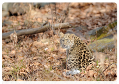 Один из трёх котят дальневосточного леопарда. Фотограф Валерий Малеев