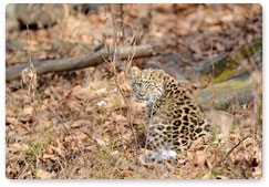 Прибавление в семействе дальневосточных леопардов