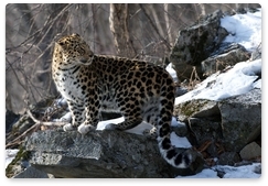 Новая редакция Стратегии сохранения дальневосточного леопарда в России