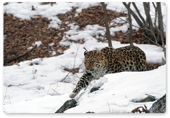 Centre for the study of diseases of Far Eastern leopards opens in Primorye Territory