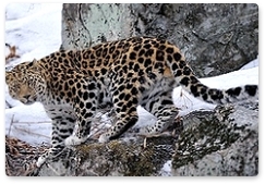 Новое видео белолапого леопарда