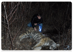 Евгений Стома, и. о. замдиректора по охране нацпарка «Земля леопарда», обследующий труп тигра