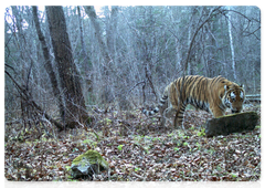 Учёные сфотографировали трёх годовалых тигрят в Сихотэ-Алинском заповеднике