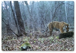 Scientists take photos of three one-year-old tiger cubs in Sikhote-Alin Nature Reserve