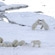 Белые медведи под контролем «Медвежьего патруля»