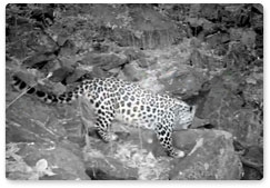 Video of a leopard in “white gloves” recorded at Land of the Leopard