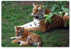 Amur tiger population increases by 10-15% over past decade