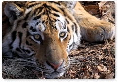 Тигр Упорный обосновался в Гурском региональном заказнике