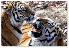 Officials discuss ways to save Amur tigers and Far Eastern leopards