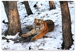 В Приморье завершился первый этап мониторинга амурского тигра – 2014