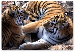 Sergei Aramilev: Tiger mating resembles a holiday romance