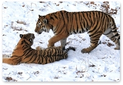 Амурского тигра защищают хорошо экипированные профессионалы