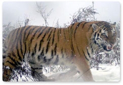 Tiger cubs to be released in the wild after rehabilitation in Primorye